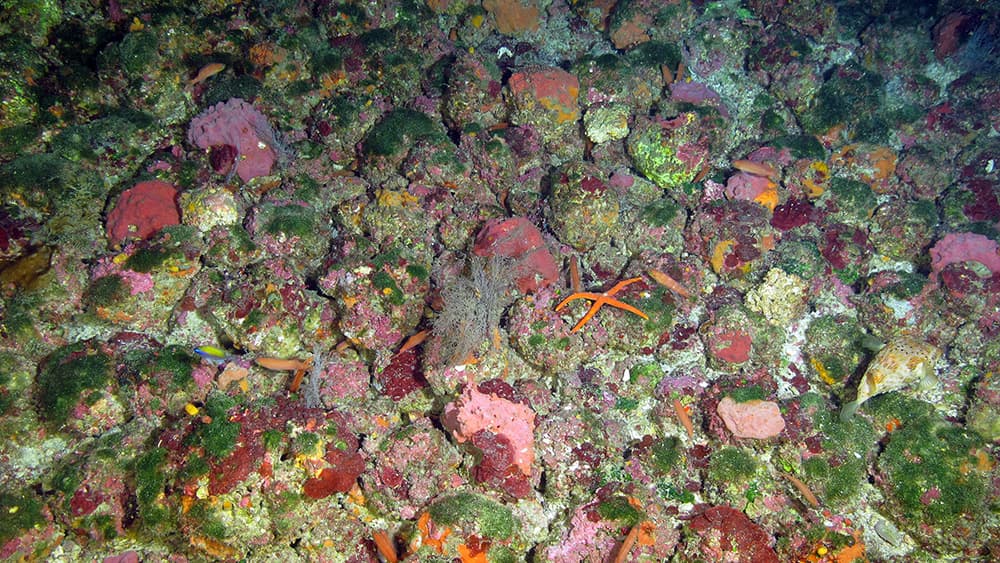 A colorful underwater display. A starfish can be seen among the nodules.