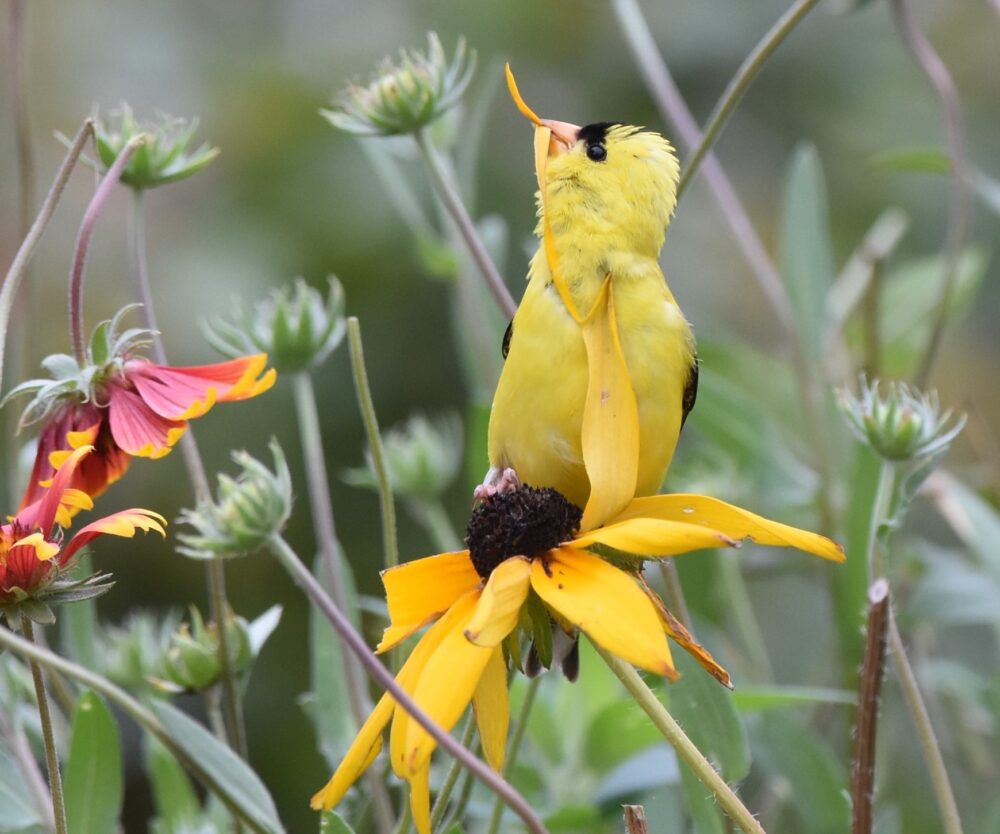 A bright yellow bird perches on a yellow flower.