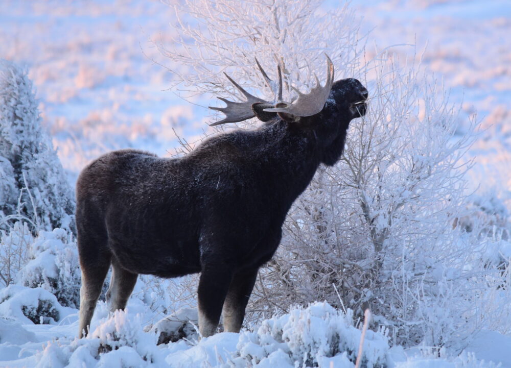 A large moose stands against a snowy landscape.