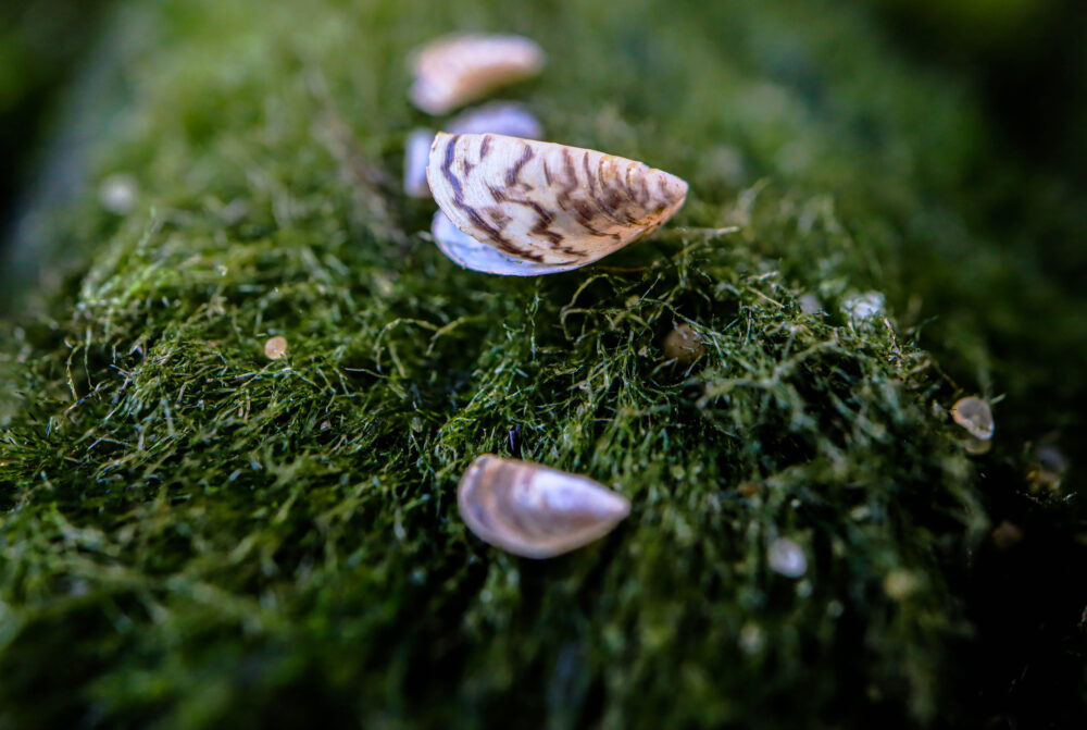 Small shellfish with a squiggled pattern on their shells lay on a moss ball.