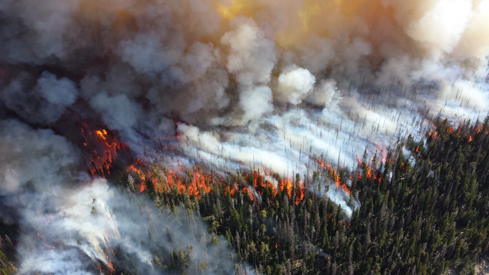 Aerial view of a wildfire spreading through a forest.