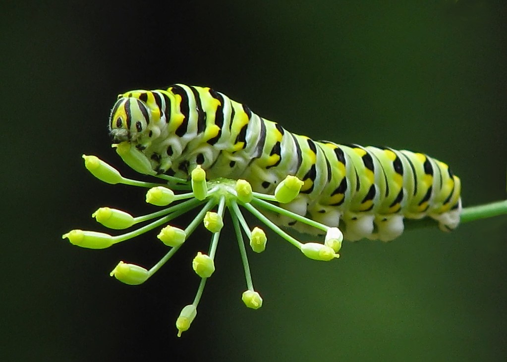 A neon green, yellow, and black caterpillar rests on a plant stem.