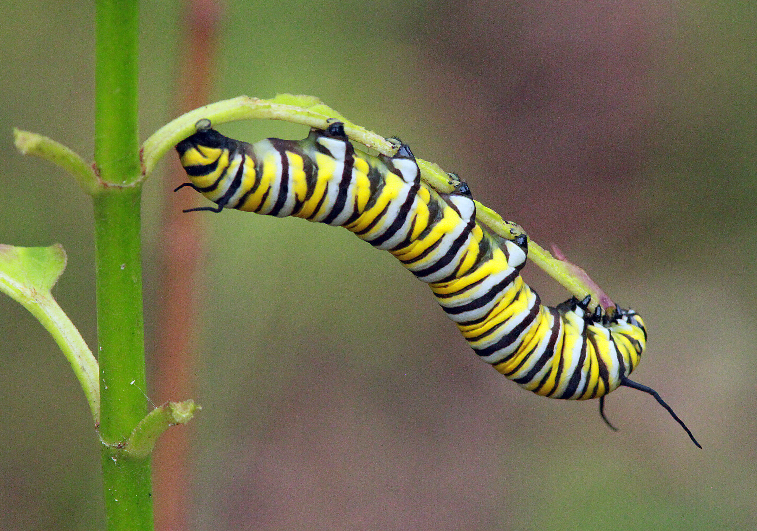 A black, white, and yellow-striped caterpillar hangs upside down on a plant stem.
