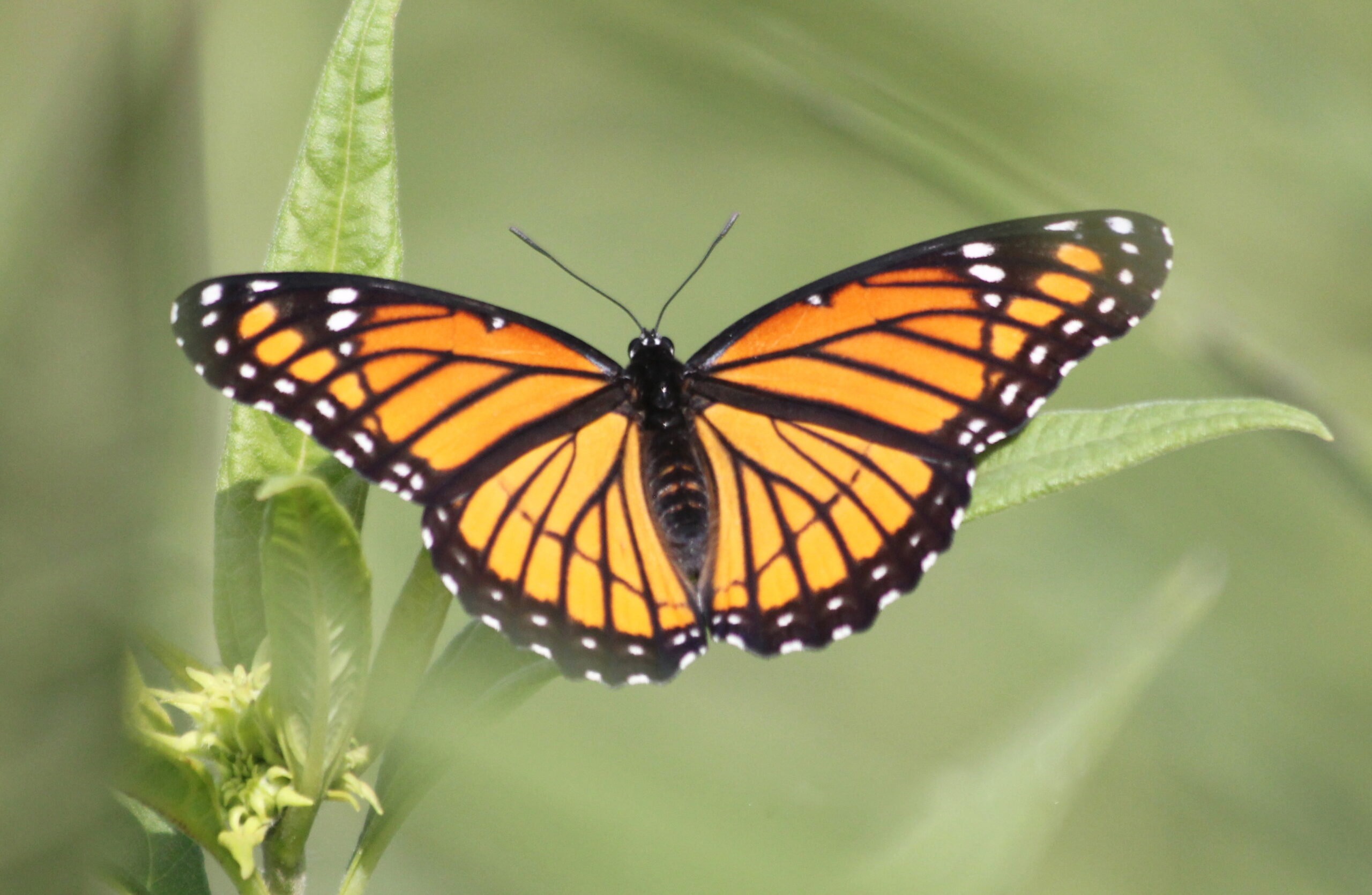 An orange, black, and white butterfly perches on a plant stem.