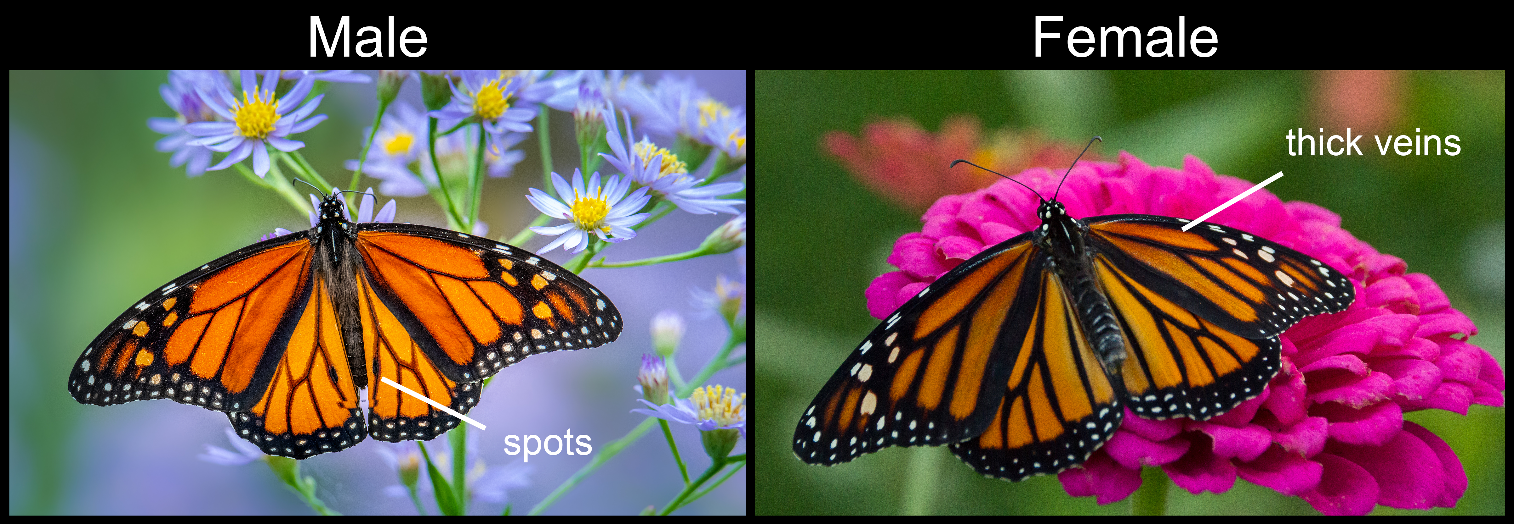 Side by side comparison of a male and female monarch butterfly.