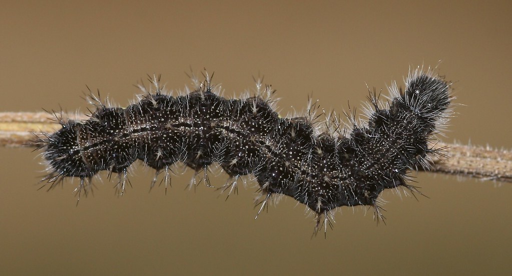 A black, fuzzy caterpillar rests on a plant stem.