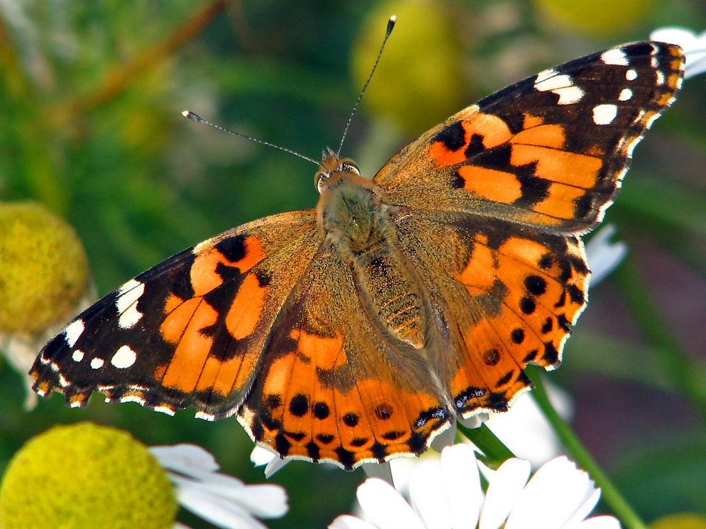 A large, orange, brown, and white spotted butterfly rests on a flower.