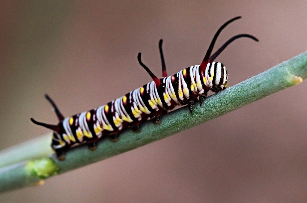 A brown, white, and yellow caterpillar crawls up a plant stem.