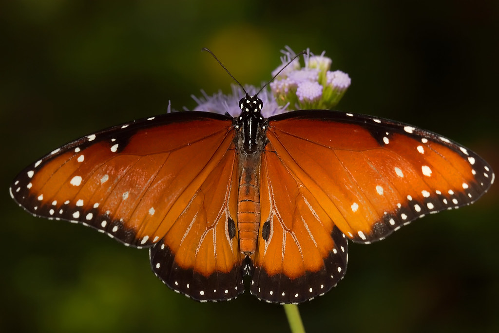 An orange, brown, and white spotted butterfly rests on a flower.