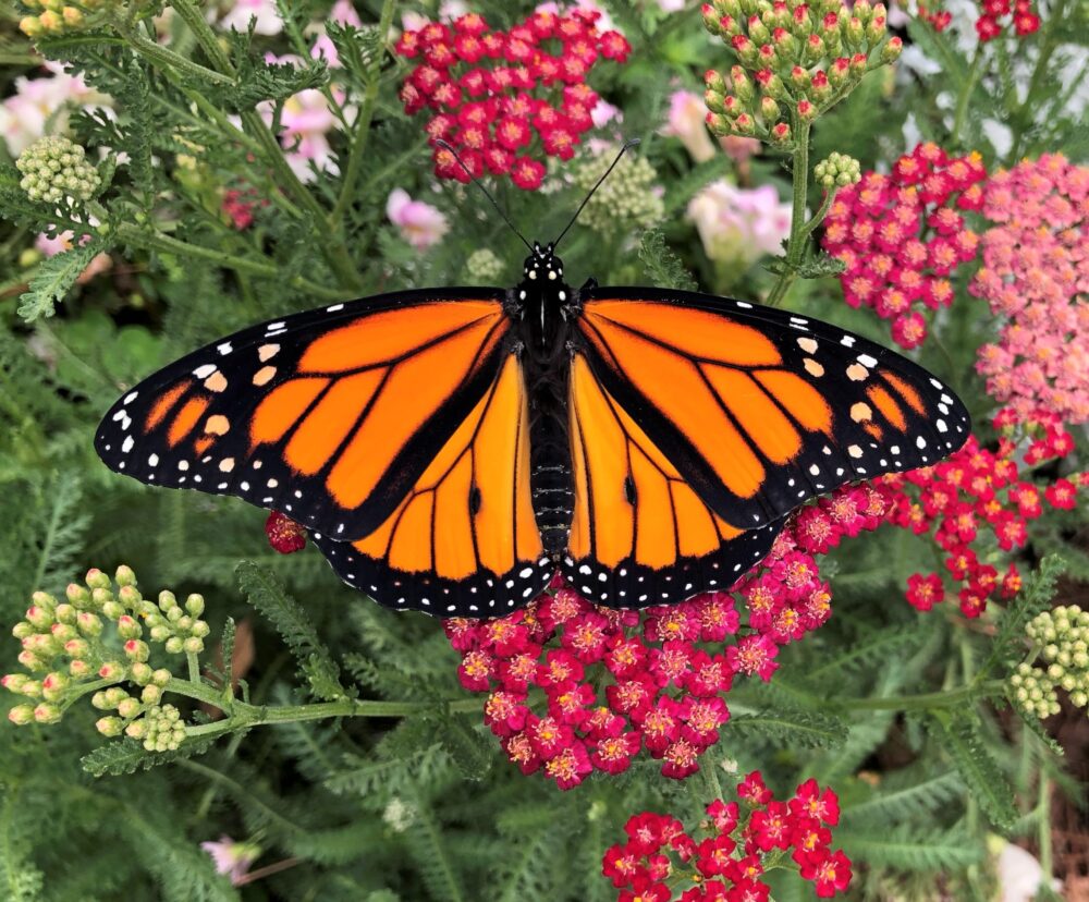 Monarch butterfly perches on flowers.