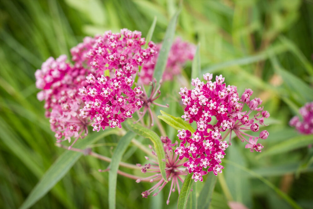 Monarch Butterfly Identification Guide - The National Wildlife ...