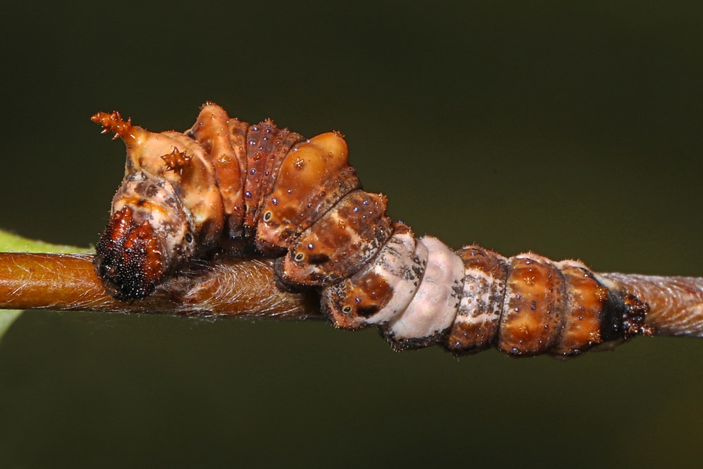 A brown, bumpy caterpillar rests on a plant stem.