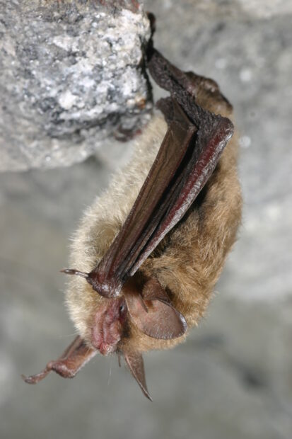A brown-colored bat hangs upside down from a sparkly rock.