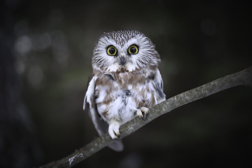A white, gray, and brown owl perches on a branch.