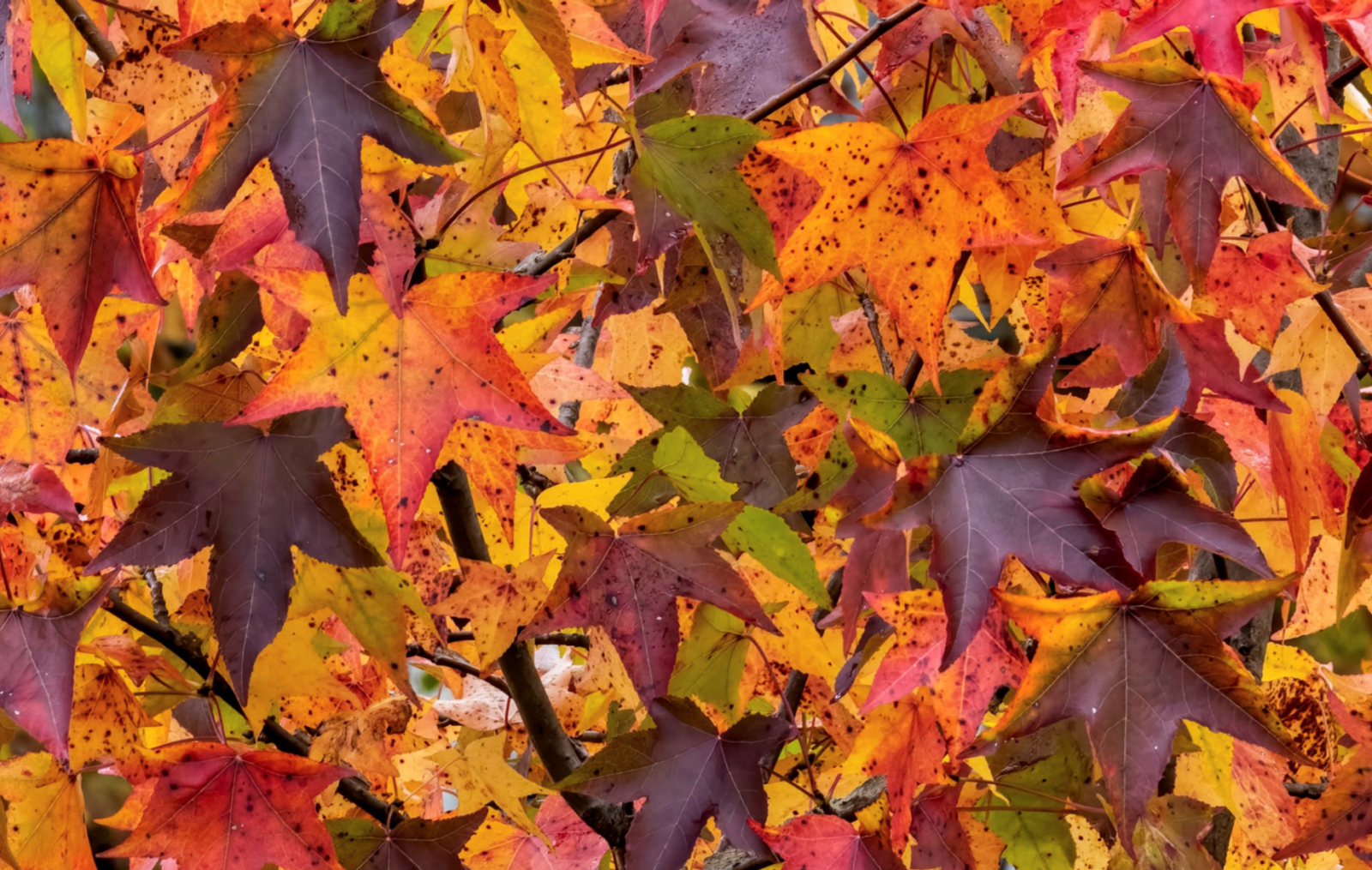 Pro-Tips for Leaving the Leaves - The National Wildlife Federation Blog