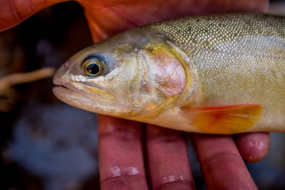 A tan and orange fish rests in a person's hand.