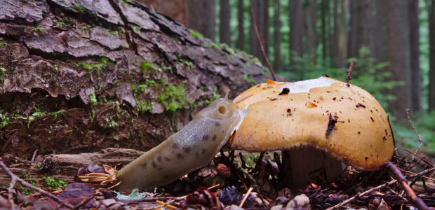 A slimy slug munches on a mushroom.