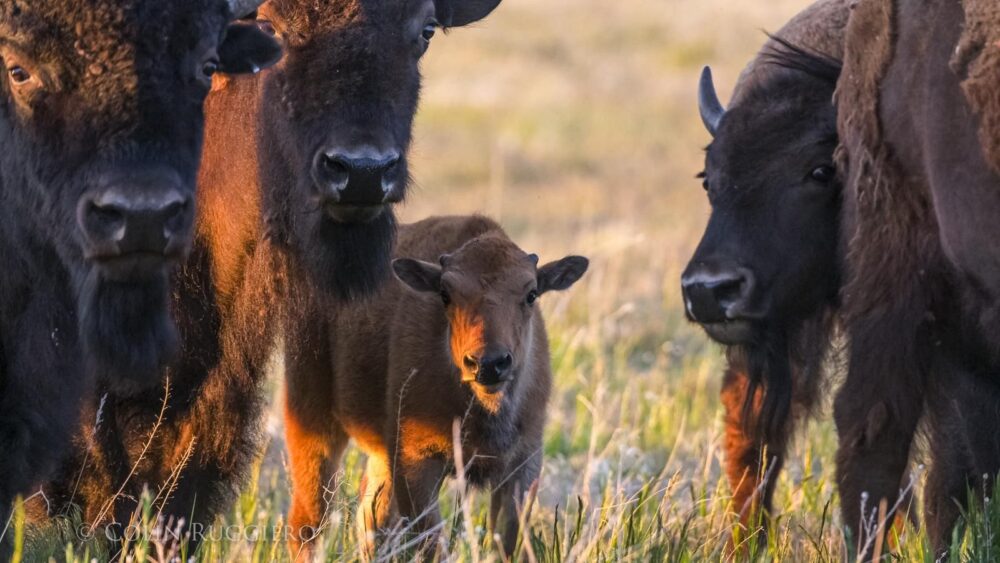 buffalo and calf