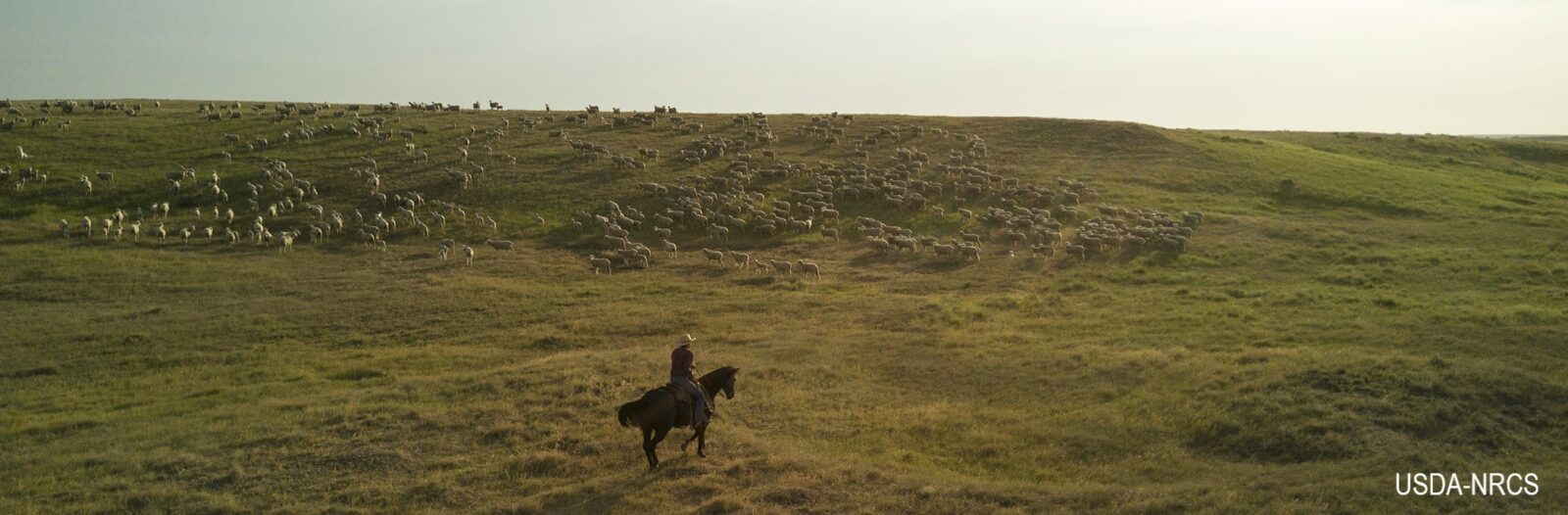 A person on a horse approaches a herd of sheep.