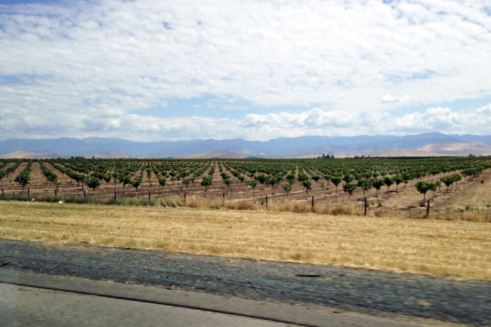 Orchard in California's Central Valley.