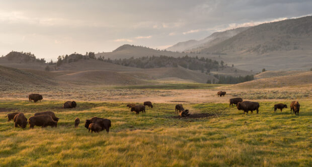A Shared Vision: Restoring Buffalo to Tribal Lands - The National Wildlife Federation Blog