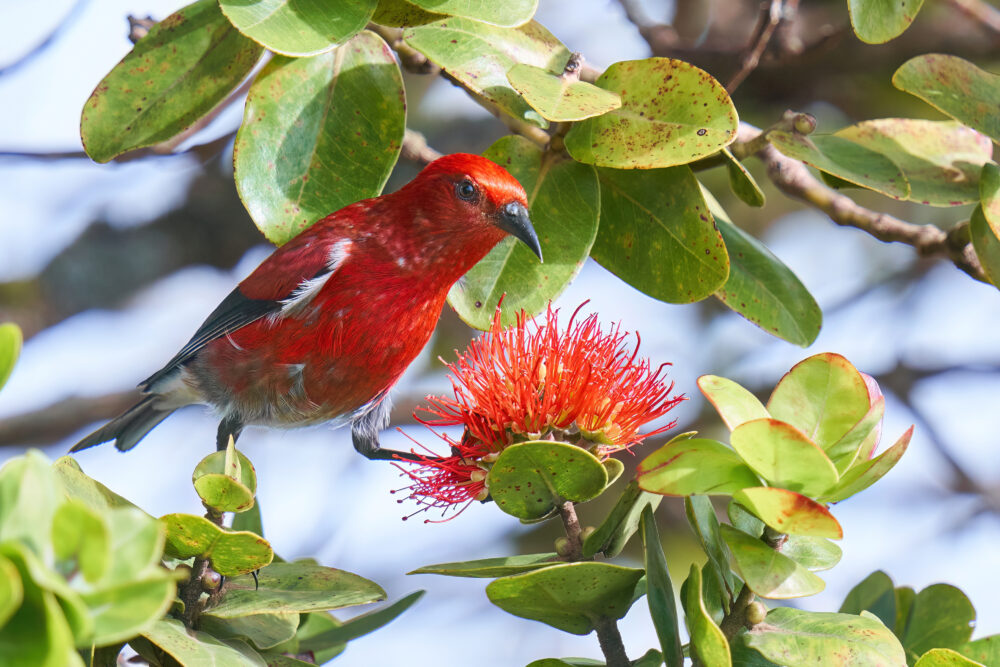 A bright red bird perches on a tree branch.