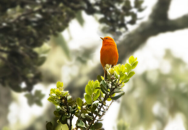 A bright red bird perches on a tree branch.