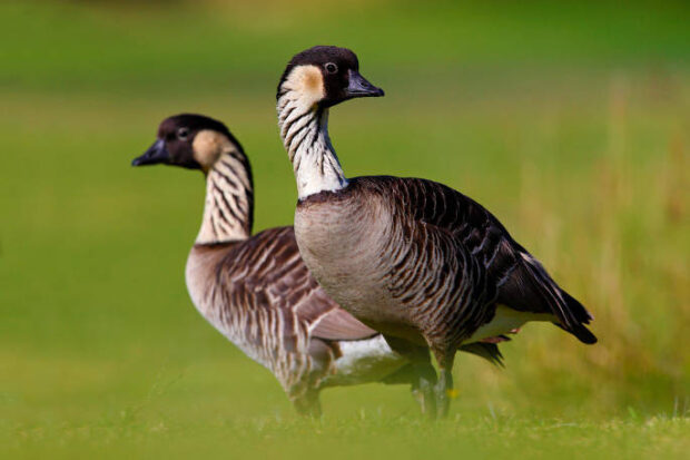 Two water fowl, dark brown, light brown, and white in color, stand in a field.