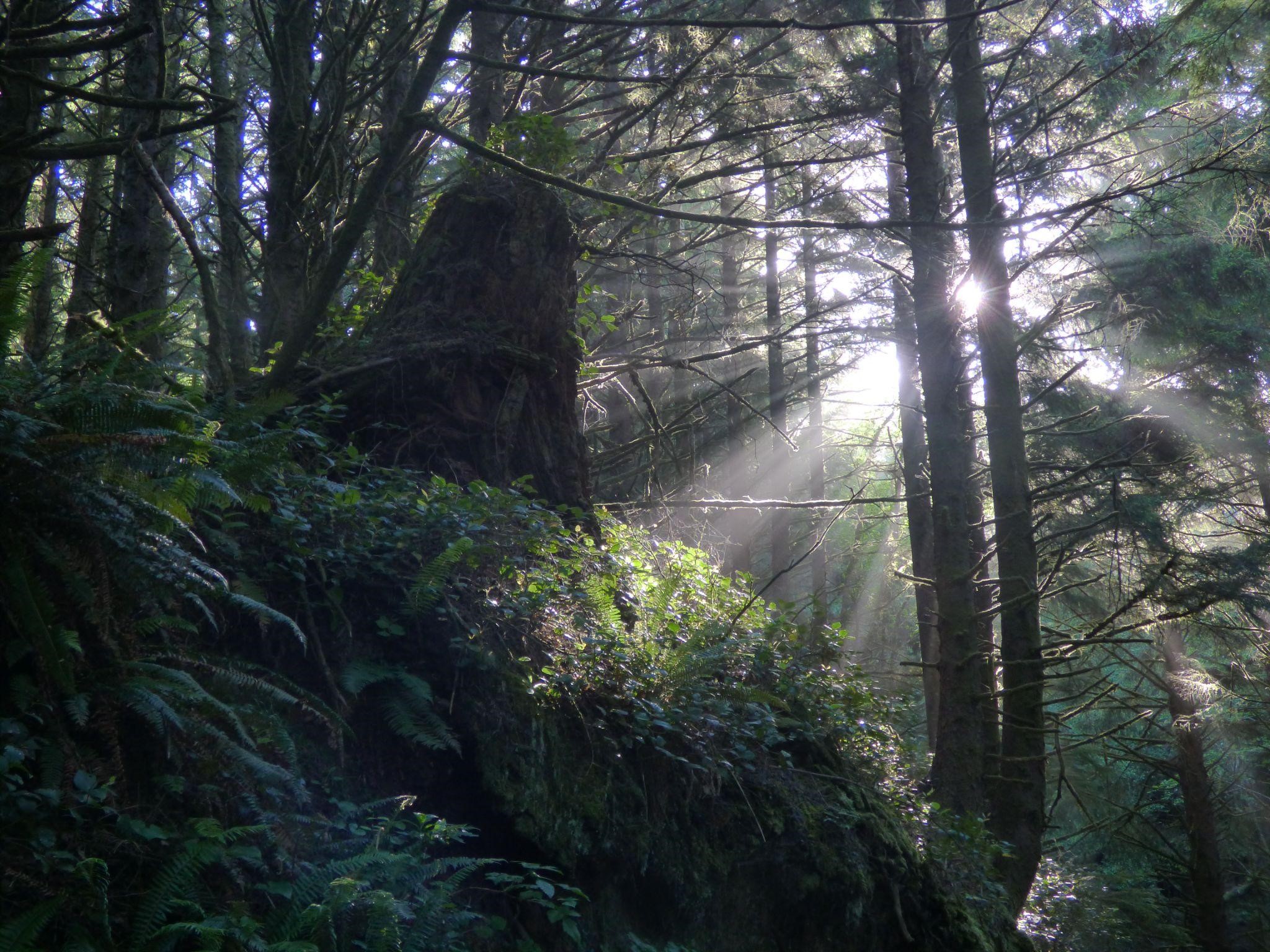 Harvesting Forests Responsibly?  A Deep Dive Into Selective Cutting - yfhmqxo