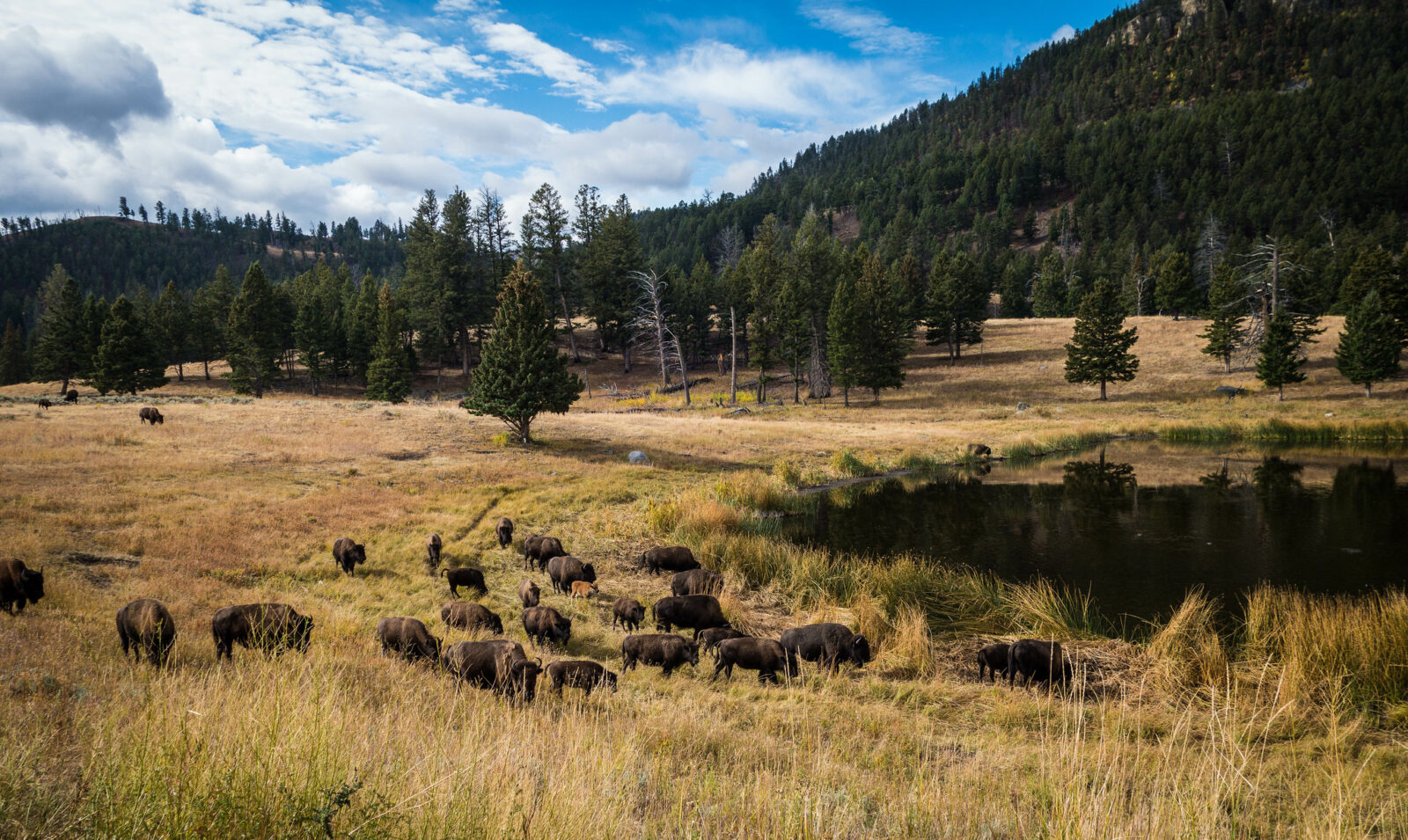 A herd of buffalo roam a grassland field.