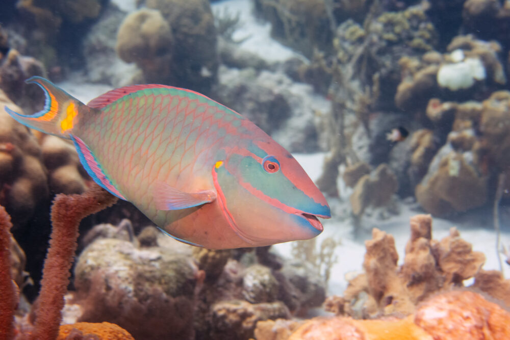 An orangey-blue fish appears in front of a coral reef.