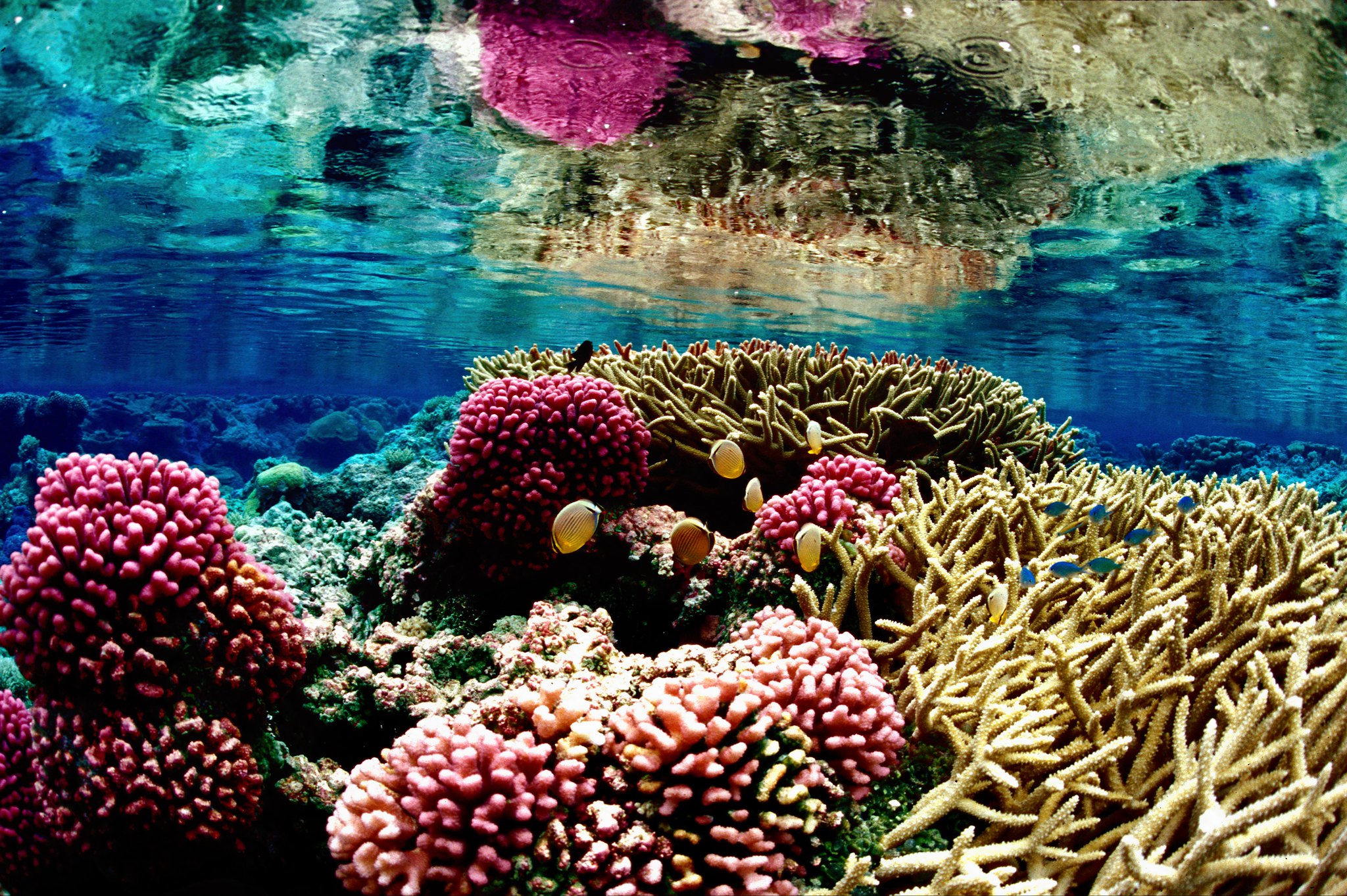 A colorful coral reef.