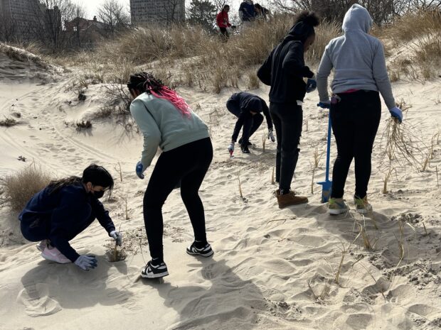 Students plant dune grasses on a shore.