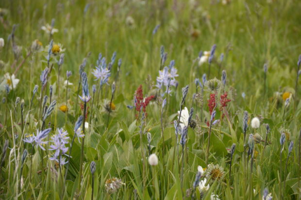 A group of wildflowers in a prairie.