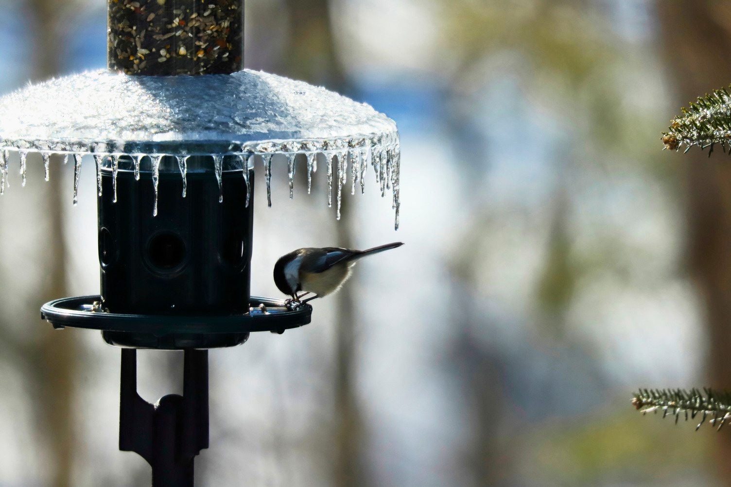 A small bird eats from a bird feeder that has icicles on it.