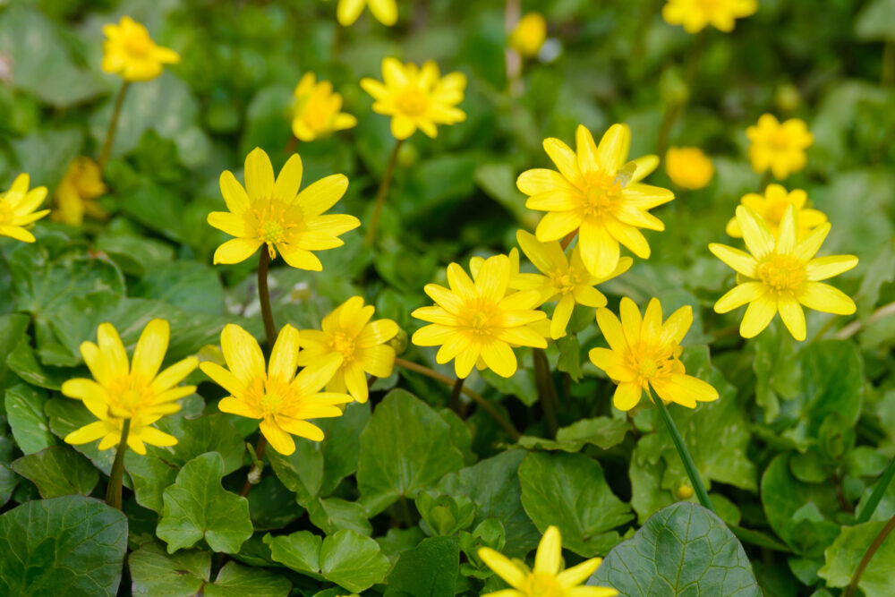 A close up of thick green foliage with small yellow flowers.