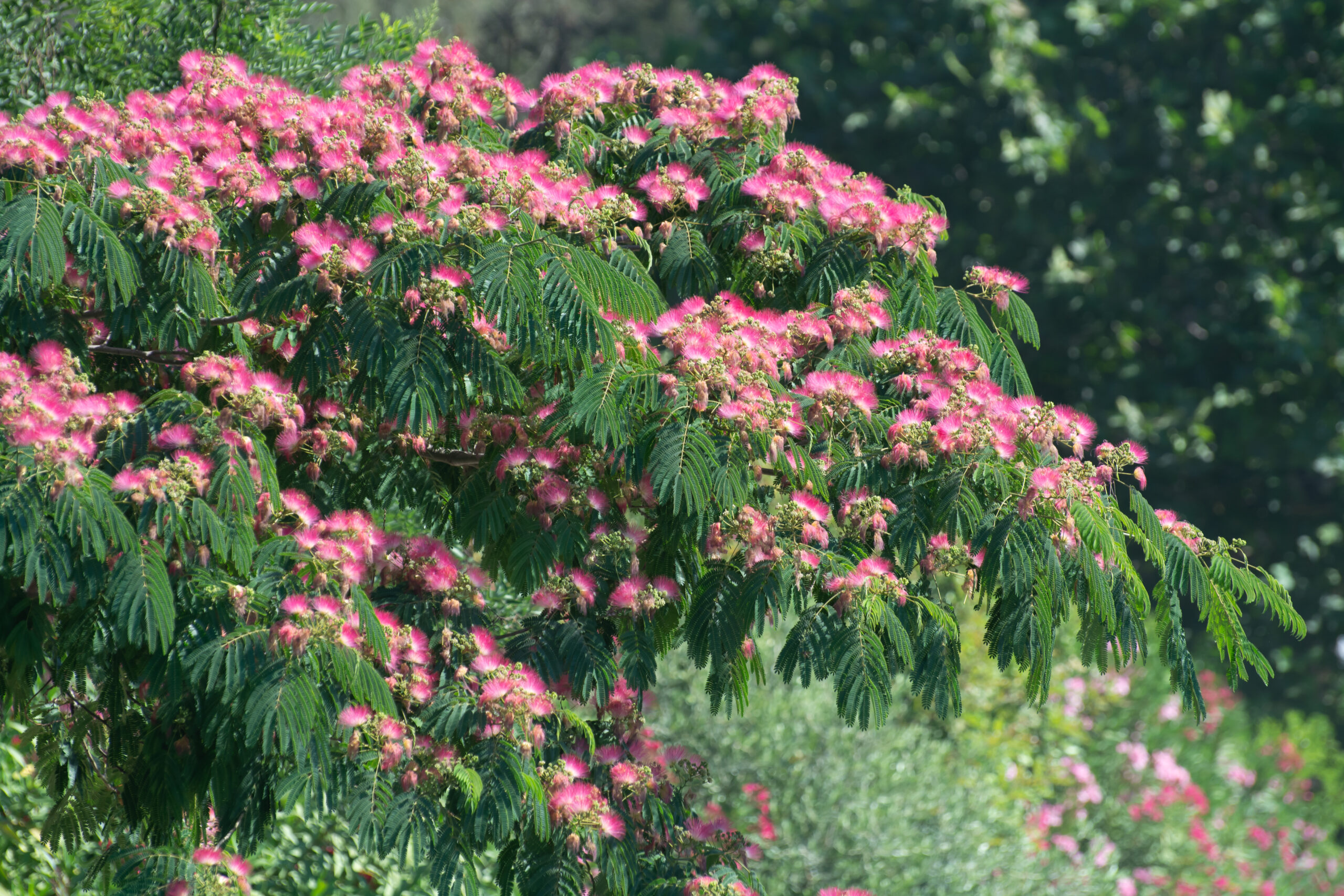 A flower shrub shows its delicate feathery pink flowers.