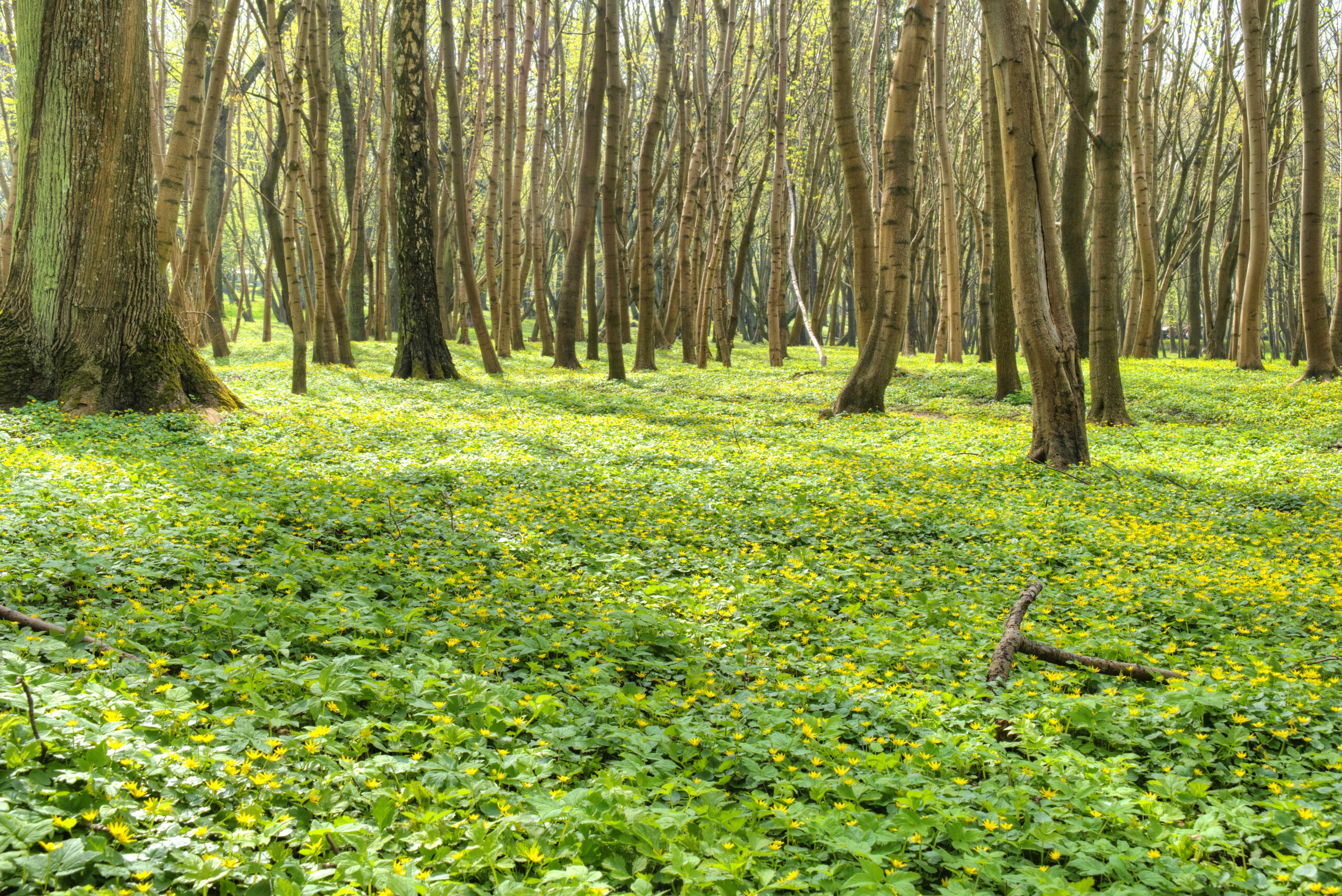 A thick layer of green foliage with small yellow flowers covers a section of forest floor.