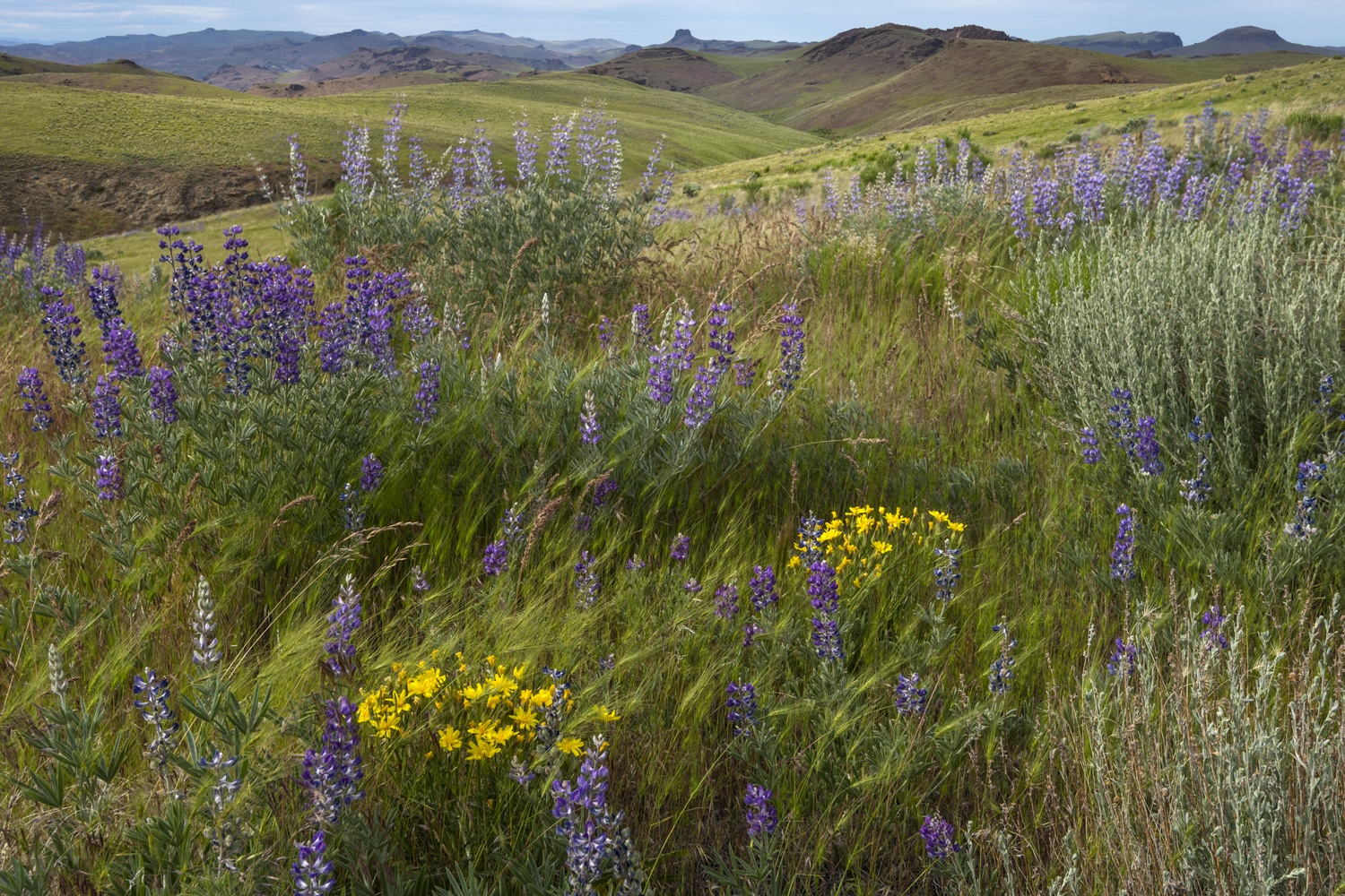 Wildflowers can be seen among rolling hills and mountains in the distance.