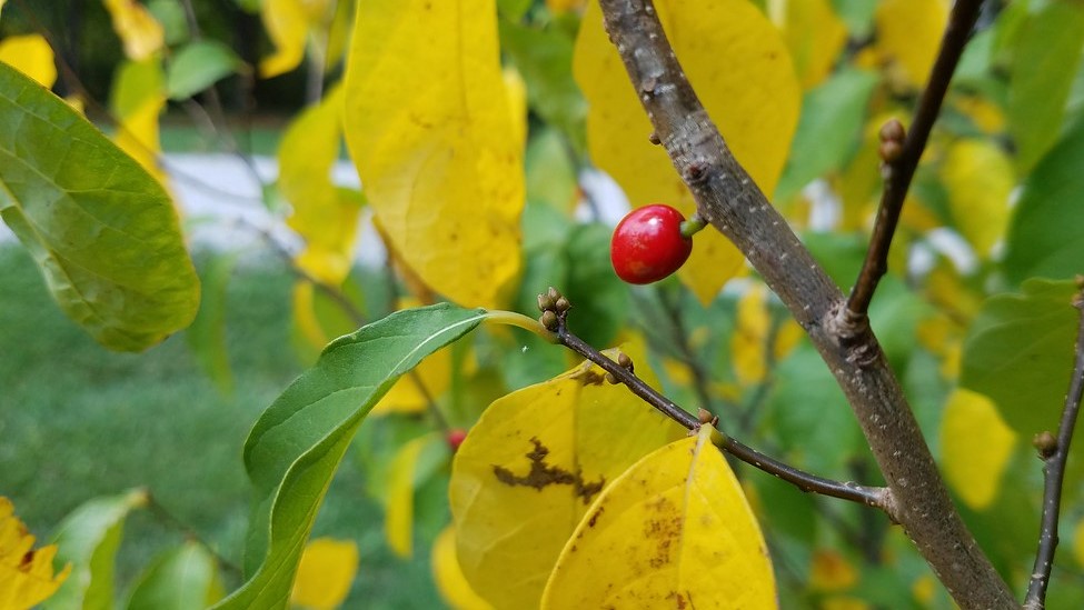 A bright red berry grows from a tree branch.