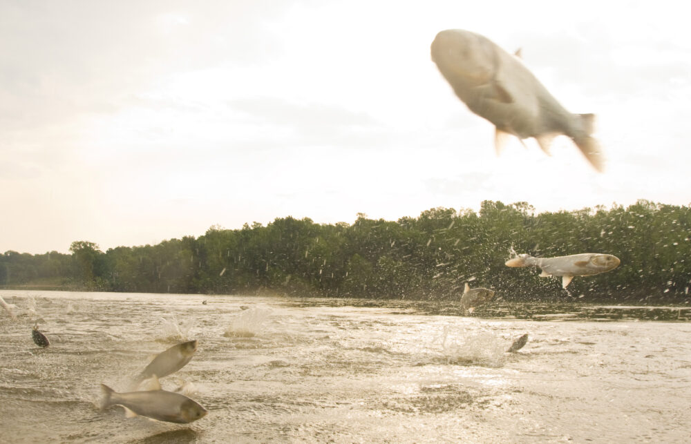 Dozens of large fish are seen flying up out of a body of water.