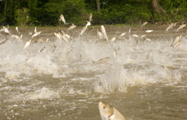 Dozens of large silvery fish leap out of the water.