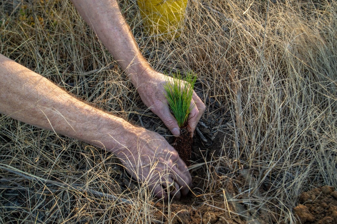 A person carefully places a small clump of dirt with small leaves poking out of it into the ground.