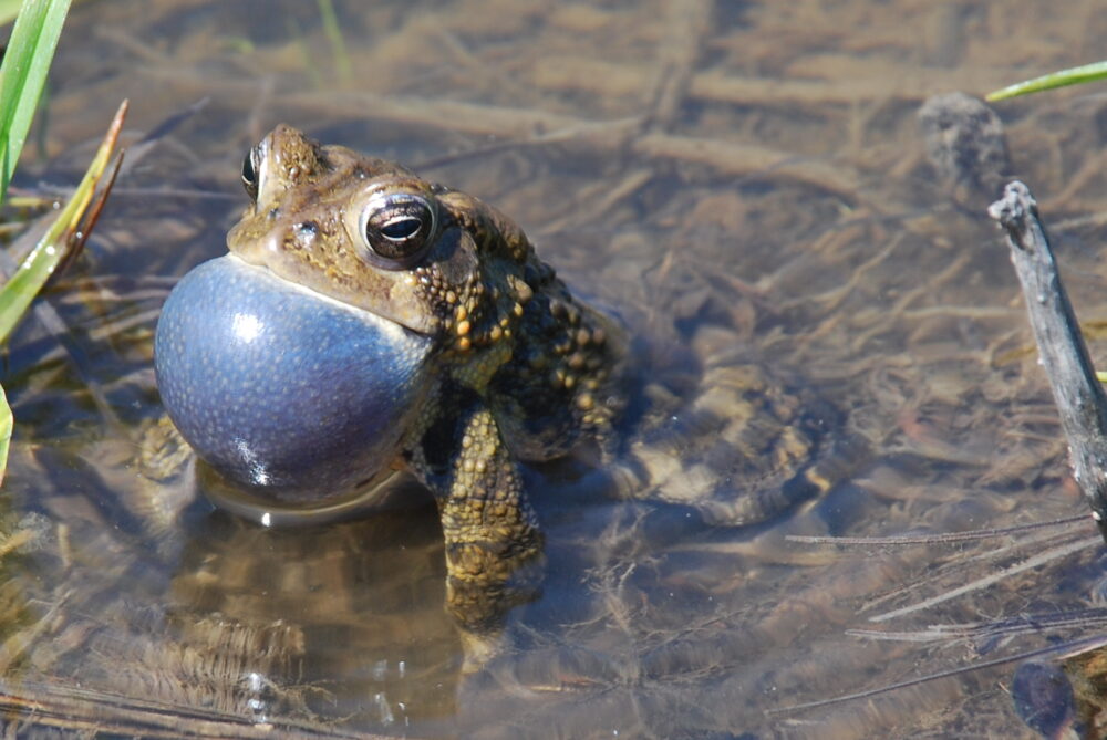 American toad photographed in Ohio. Credit: Kathy Bodall