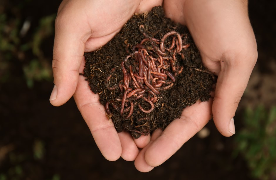 A pair of hands holds a small pile of soil containing worms.