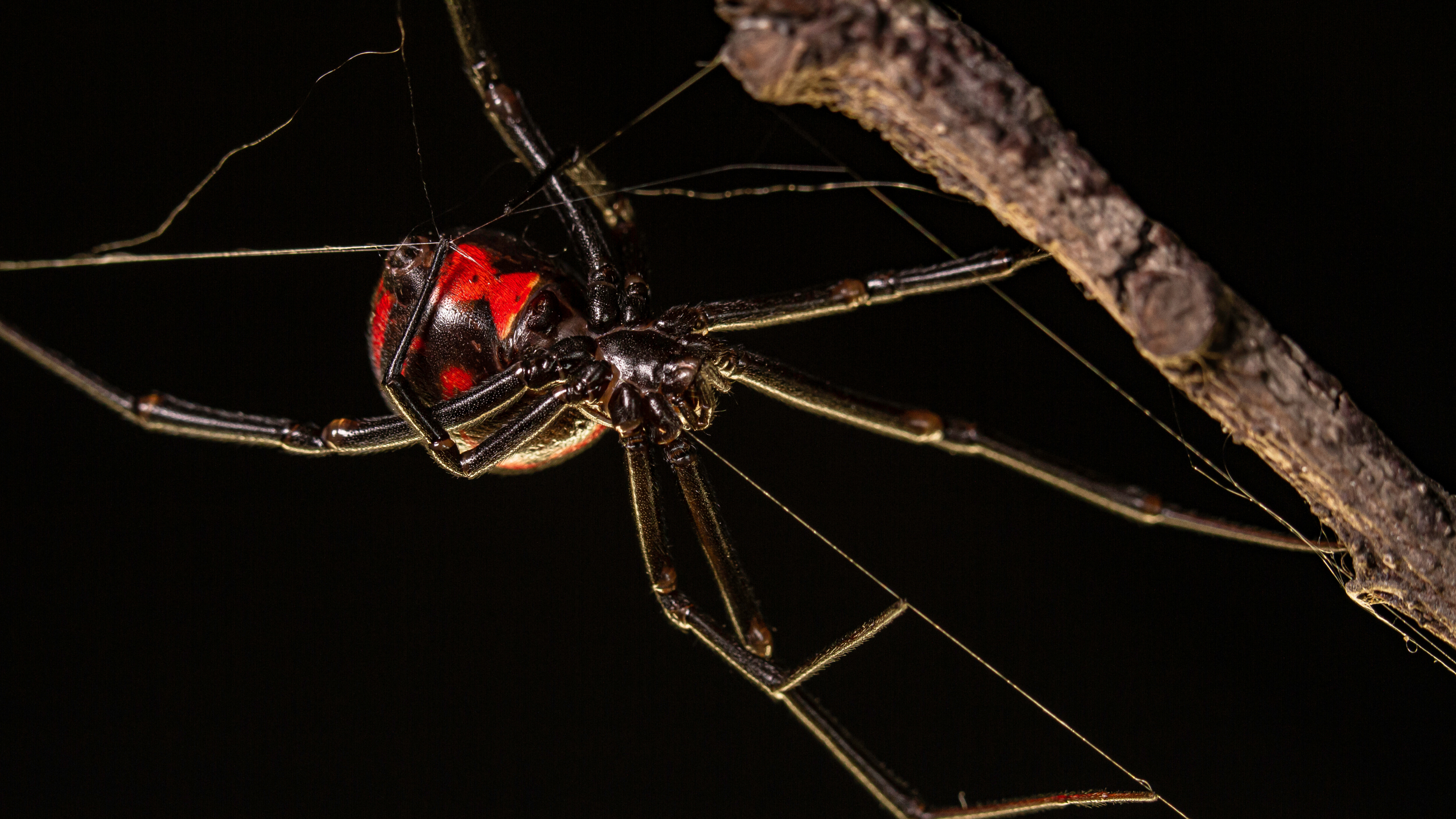Up-close photo of a black spider with red markings on its thorax.