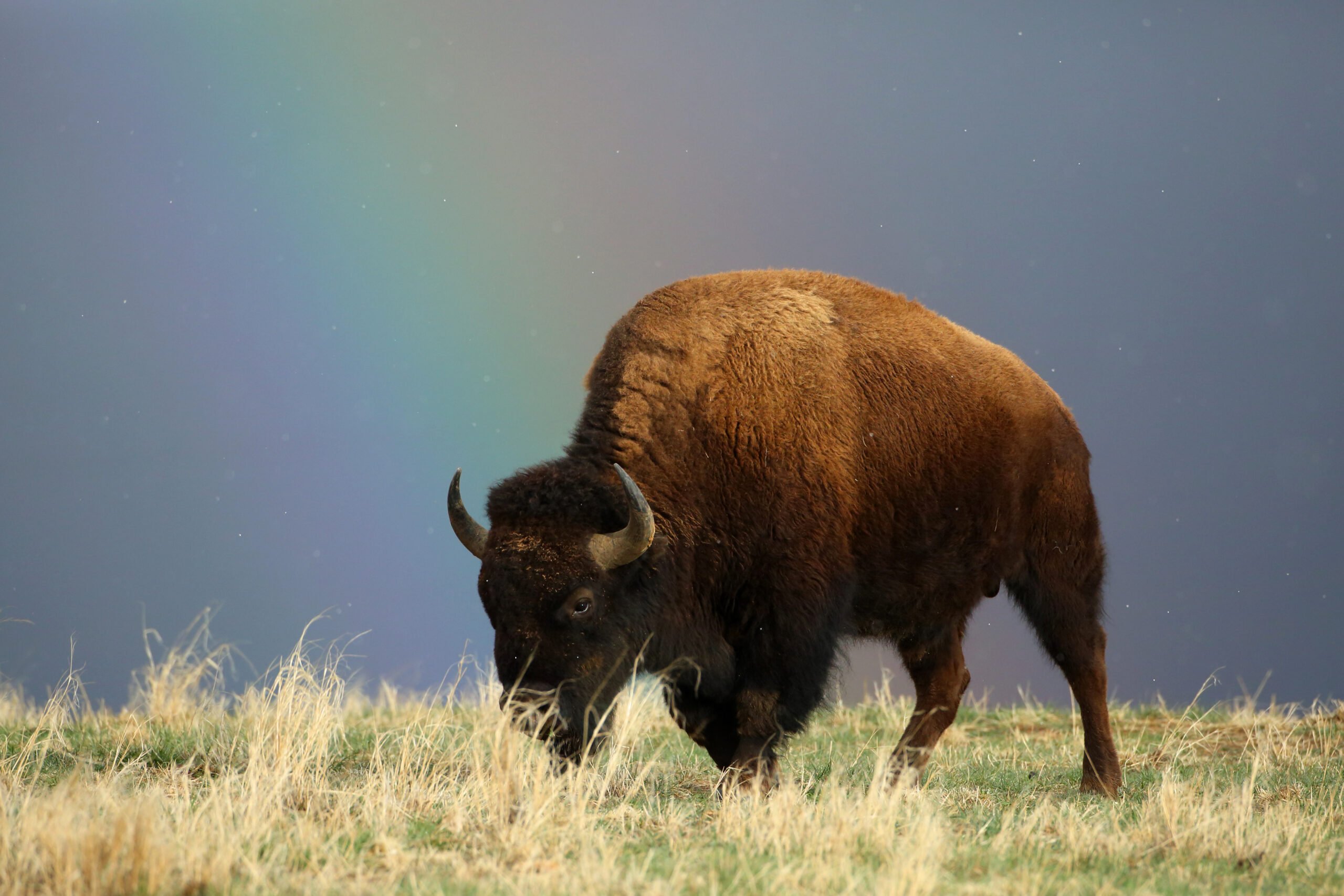 A large brown bison grazes a field under a rainbow.