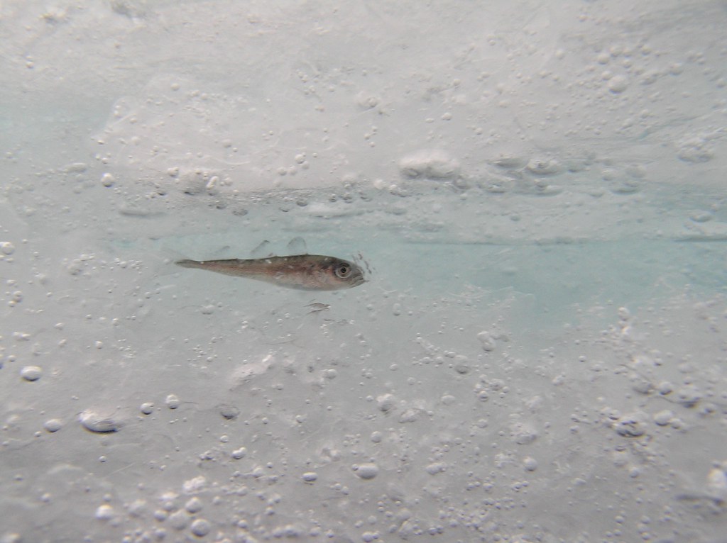 What looks like a very small silvery brown fish is suspended in ice.