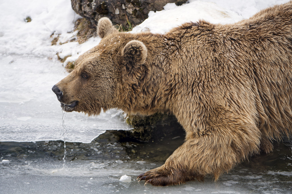 A cinnamon-colored bear crouches near an icy body of water.