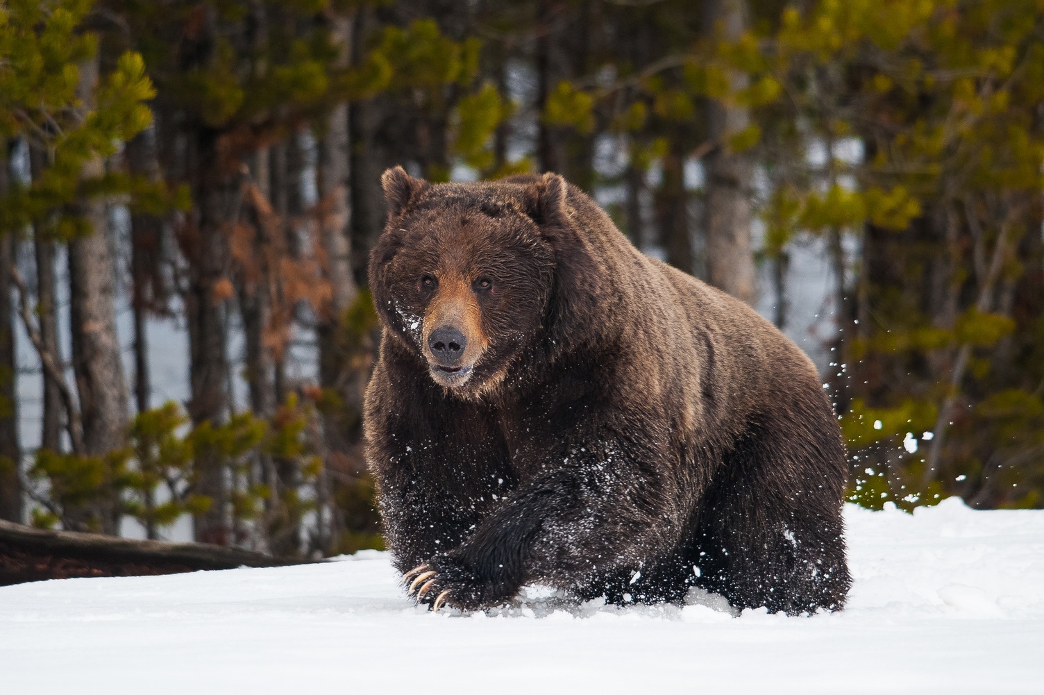 A dark brown bear with long claws runs through the snow.